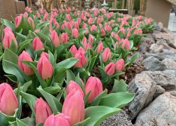 Fruehling In Der Goethe Galerie Jena 00008